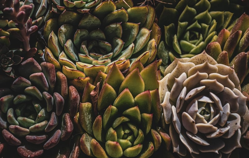 Succulent